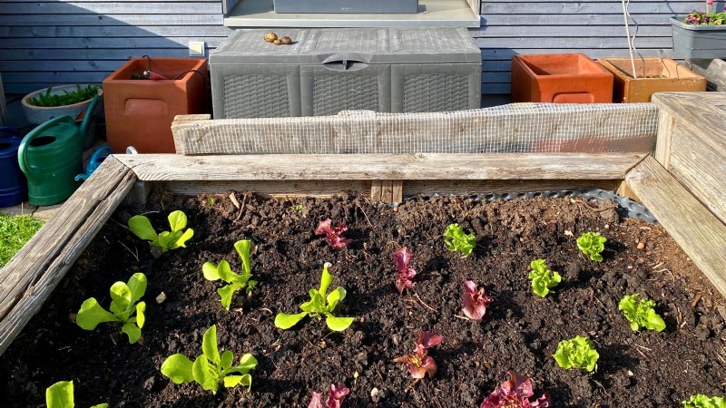 Grow Lettuce in Raised Beds: A Beginner s Guide