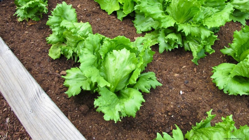 Grow Lettuce in Raised Beds: A Beginner s Guide