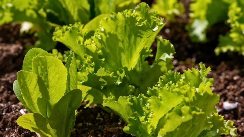 Grow Lettuce in Raised Beds: A Beginner s Guide