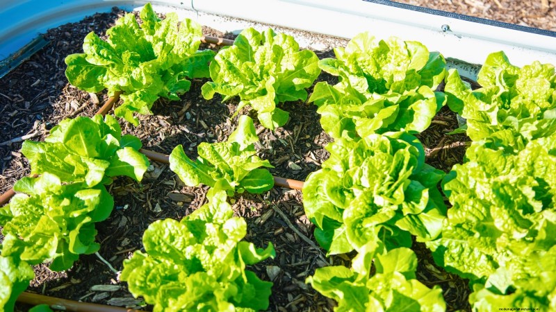 Grow Lettuce in Raised Beds: A Beginner s Guide