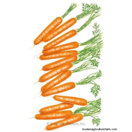 Grow Perfect Carrots: 5 Expert Tips for Raised Beds