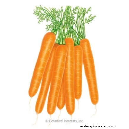 Grow Perfect Carrots: 5 Expert Tips for Raised Beds
