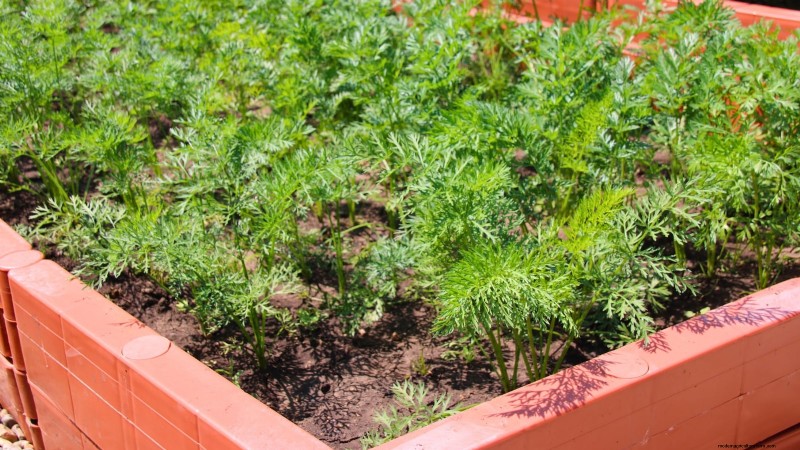 Grow Perfect Carrots: 5 Expert Tips for Raised Beds