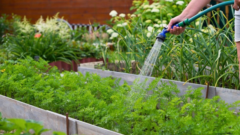 Grow Perfect Carrots: 5 Expert Tips for Raised Beds