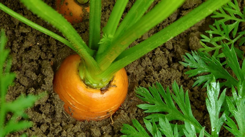 Grow Perfect Carrots: 5 Expert Tips for Raised Beds