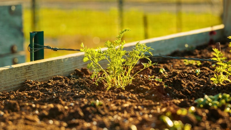 Grow Perfect Carrots: 5 Expert Tips for Raised Beds