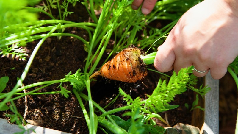 Grow Perfect Carrots: 5 Expert Tips for Raised Beds