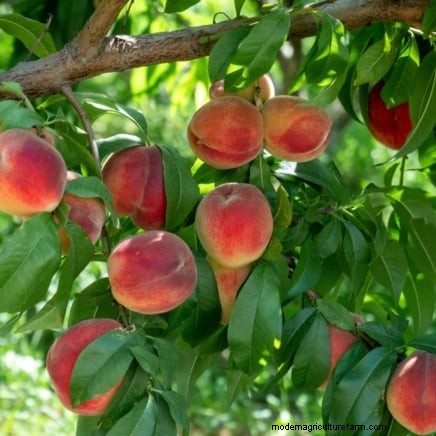 Freestone vs. Clingstone Peaches: A Comprehensive Guide