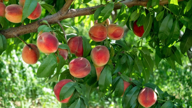 Freestone vs. Clingstone Peaches: A Comprehensive Guide