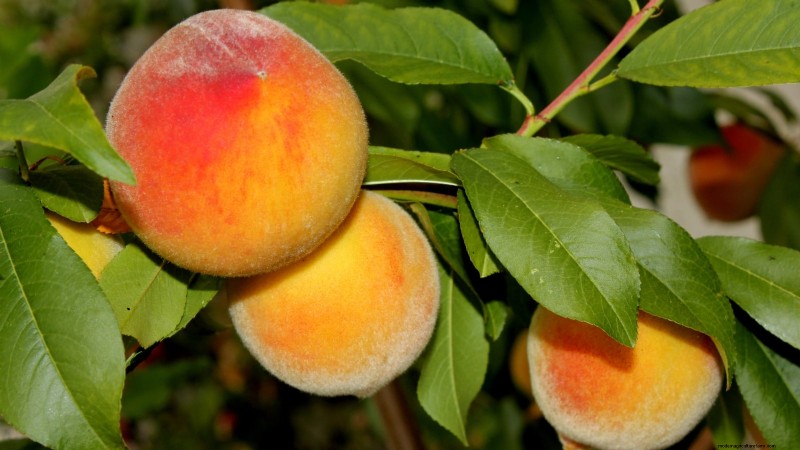 Freestone vs. Clingstone Peaches: A Comprehensive Guide