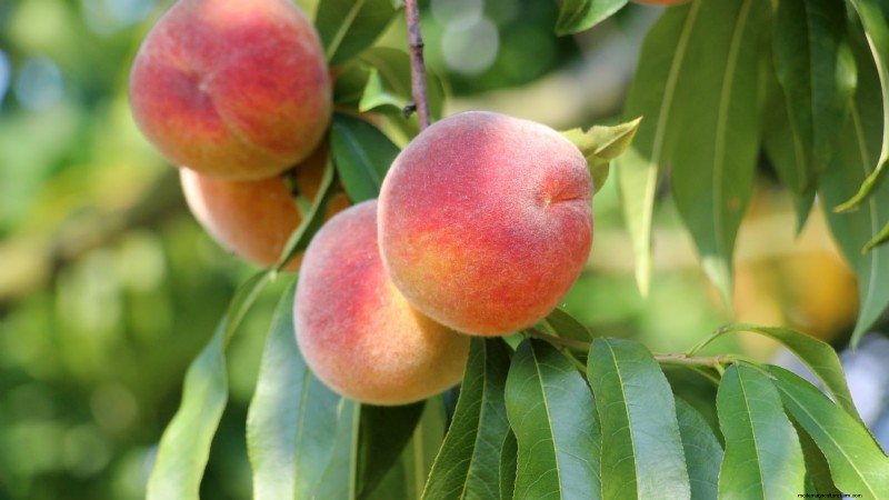 Freestone vs. Clingstone Peaches: A Comprehensive Guide