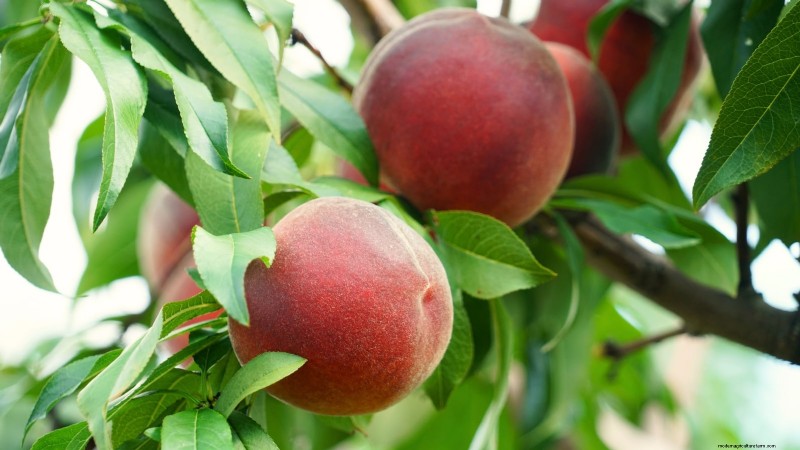 Freestone vs. Clingstone Peaches: A Comprehensive Guide