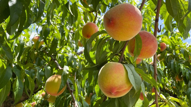 Freestone vs. Clingstone Peaches: A Comprehensive Guide