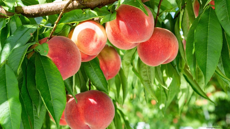 Freestone vs. Clingstone Peaches: A Comprehensive Guide