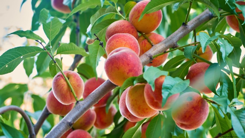 Freestone vs. Clingstone Peaches: A Comprehensive Guide