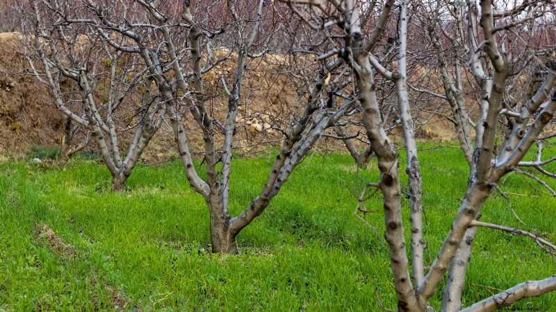Freestone vs. Clingstone Peaches: A Comprehensive Guide