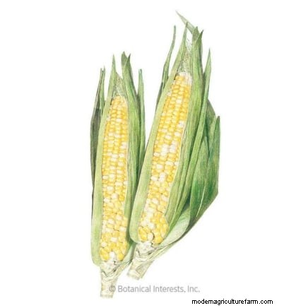 Raised Bed Corn Growing: A Comprehensive Guide for Backyard Farmers
