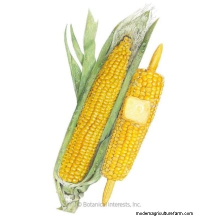 Raised Bed Corn Growing: A Comprehensive Guide for Backyard Farmers