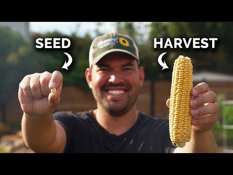Raised Bed Corn Growing: A Comprehensive Guide for Backyard Farmers