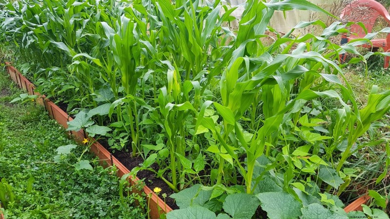Raised Bed Corn Growing: A Comprehensive Guide for Backyard Farmers