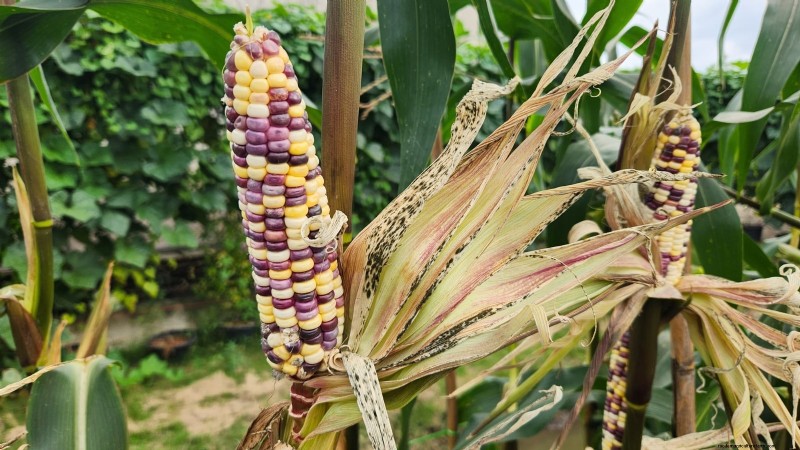 Raised Bed Corn Growing: A Comprehensive Guide for Backyard Farmers