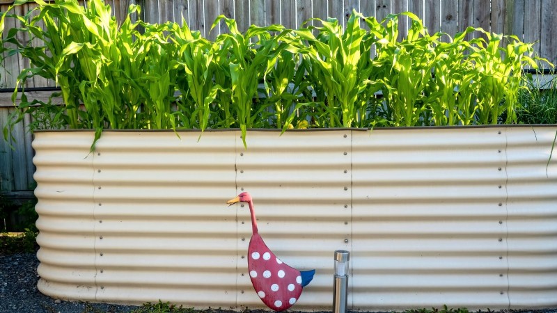 Raised Bed Corn Growing: A Comprehensive Guide for Backyard Farmers