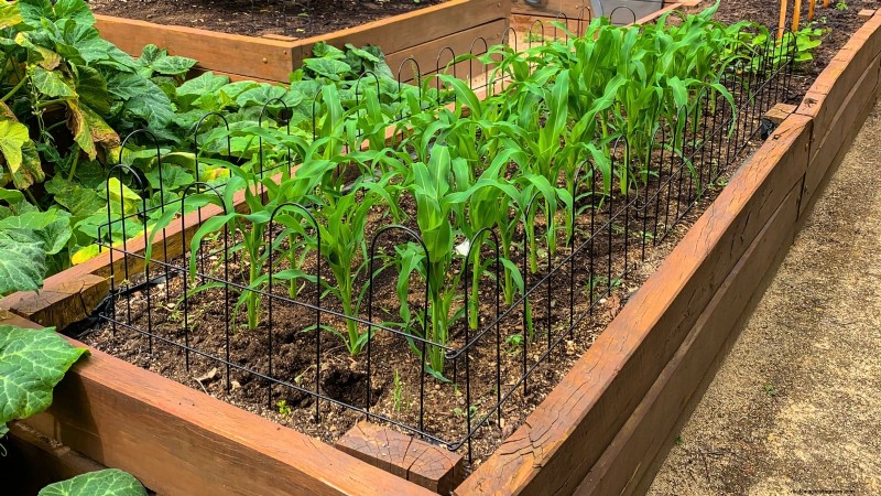 Raised Bed Corn Growing: A Comprehensive Guide for Backyard Farmers