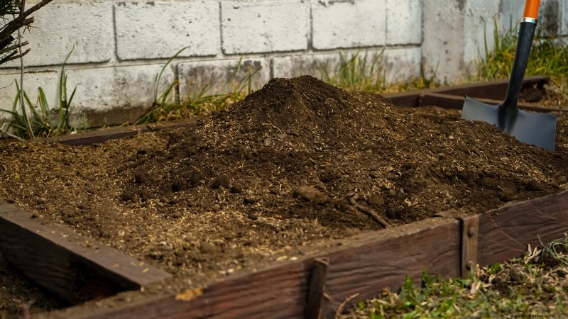 Raised Bed Corn Growing: A Comprehensive Guide for Backyard Farmers