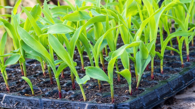 Raised Bed Corn Growing: A Comprehensive Guide for Backyard Farmers