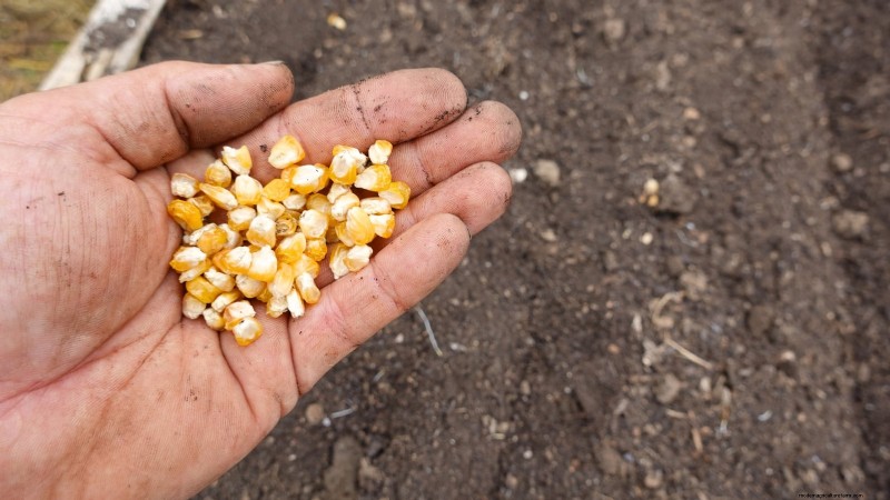Raised Bed Corn Growing: A Comprehensive Guide for Backyard Farmers