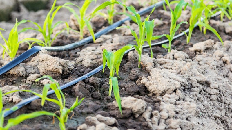 Raised Bed Corn Growing: A Comprehensive Guide for Backyard Farmers