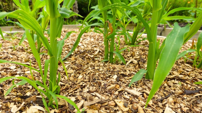 Raised Bed Corn Growing: A Comprehensive Guide for Backyard Farmers