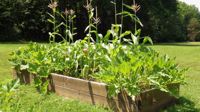 Raised Bed Corn Growing: A Comprehensive Guide for Backyard Farmers