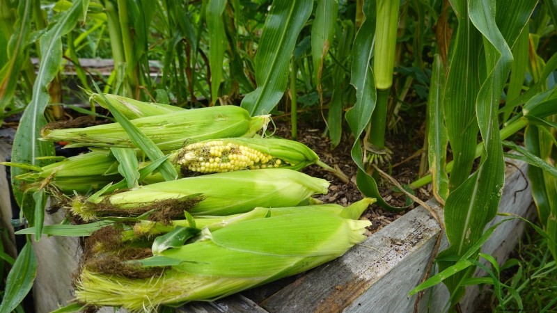 Raised Bed Corn Growing: A Comprehensive Guide for Backyard Farmers