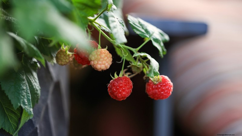 Best Berry Plants for Containers: 15 Compact Varieties