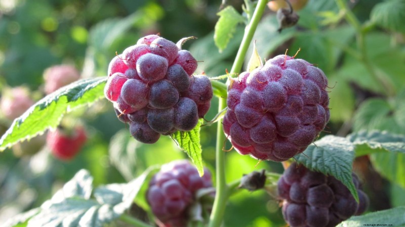 Best Berry Plants for Containers: 15 Compact Varieties