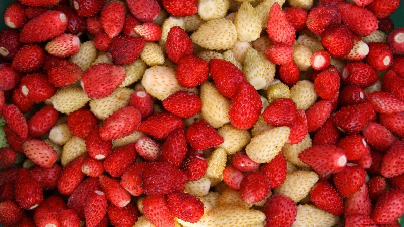 Best Berry Plants for Containers: 15 Compact Varieties