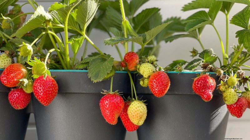 Best Berry Plants for Containers: 15 Compact Varieties