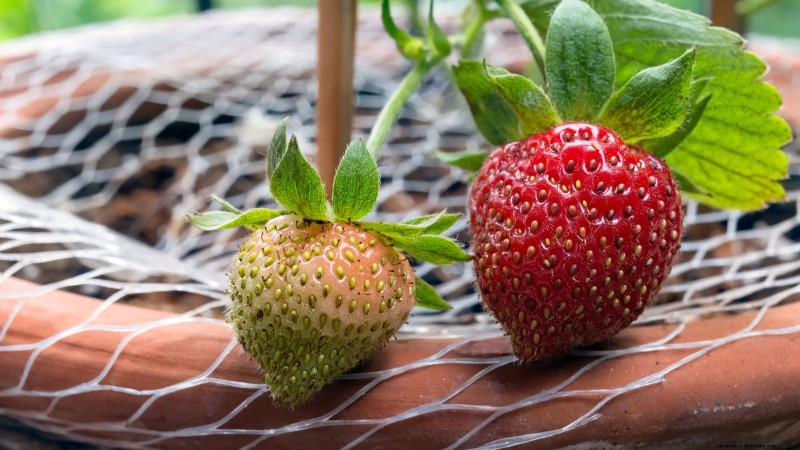 Best Berry Plants for Containers: 15 Compact Varieties