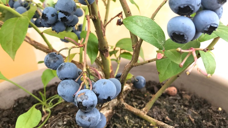 Best Berry Plants for Containers: 15 Compact Varieties
