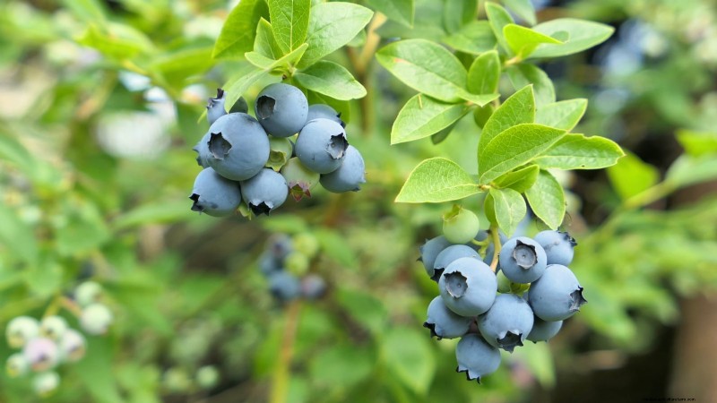 Best Berry Plants for Containers: 15 Compact Varieties