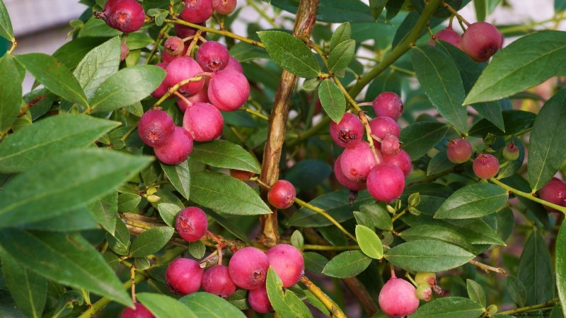 Best Berry Plants for Containers: 15 Compact Varieties