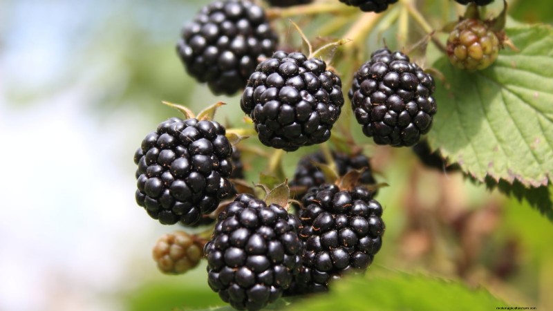 Best Berry Plants for Containers: 15 Compact Varieties