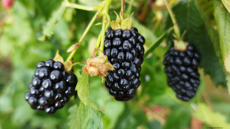 Best Berry Plants for Containers: 15 Compact Varieties