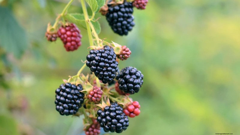 Best Berry Plants for Containers: 15 Compact Varieties