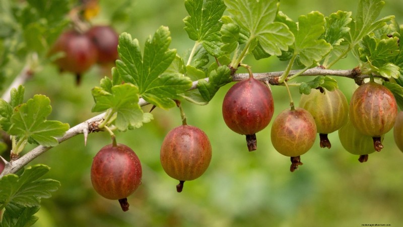 Best Berry Plants for Containers: 15 Compact Varieties