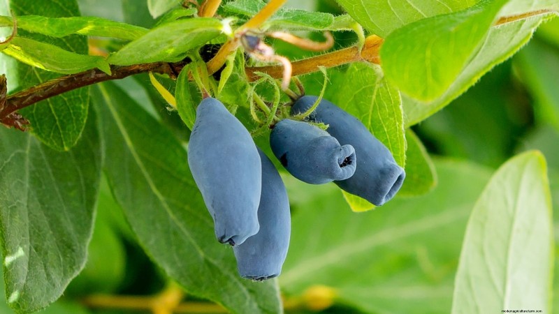 Best Berry Plants for Containers: 15 Compact Varieties