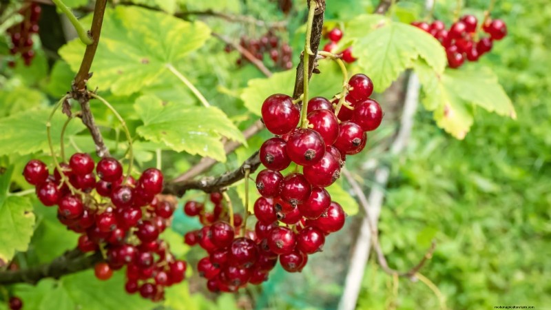 Best Berry Plants for Containers: 15 Compact Varieties