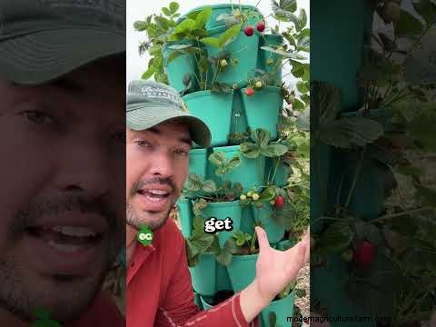 Grow Bountiful Strawberries: 8 Secrets to Juicy, Flavorful Berries