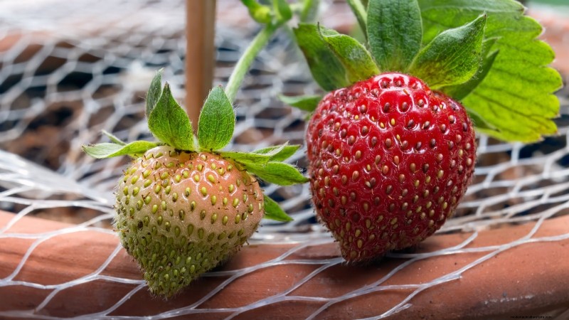 Grow Bountiful Strawberries: 8 Secrets to Juicy, Flavorful Berries